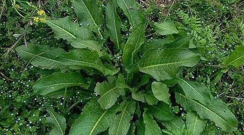 清热解毒|农村路边喂猪的野草，浑身都是宝，清热解毒，疏风祛湿，早知早好