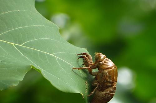 中医鬼才倪海厦:100则经方验方总结大全!千金难买,永久珍藏!
