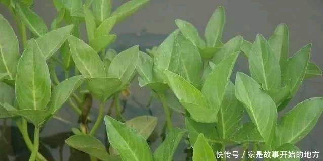 农村|农村有种怪草,人吃了就想睡,失眠的人把它当成宝