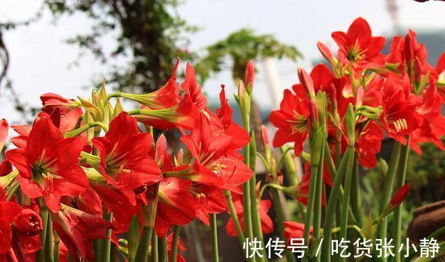 5种漂亮花，天冷多晒晒，越晒长得越健壮，花开得又多又大