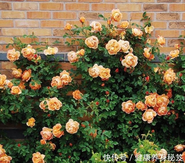 月季红蜘蛛不用药也能治家有小孩不用药,红蜘蛛全部死翘翘!