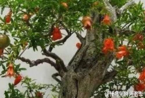 菩提树|这三种植物最适合做“盆景”,高端上档次,有钱人的最爱