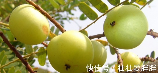 睡眠质量|这野果吃一口忘不了，一口苦，二口酸，三口回甘，药食两用价值高！