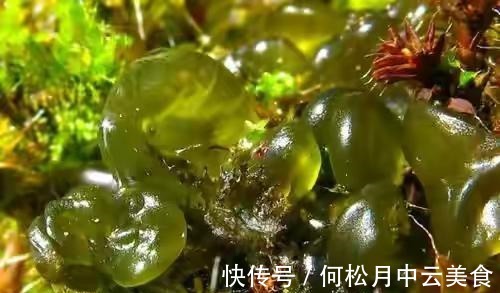 江南人|60种常见野菜,高清大图,收集全了真不容易!