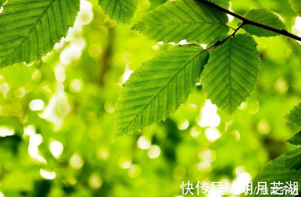 衣钵|“菩提本无树”是什么意思,为什么能助力六祖慧能得到禅宗衣钵?