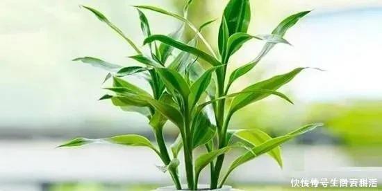 茉莉花|7种爱“喝醋”的花草,浇水时加点“醋”,根壮叶绿、不怕黄叶