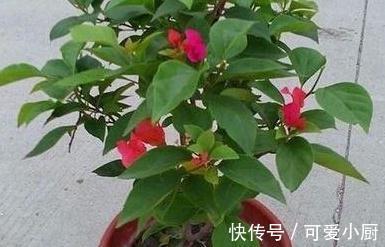 三角梅总黄叶，5个细节要牢记，入冬注意3点，非常省心