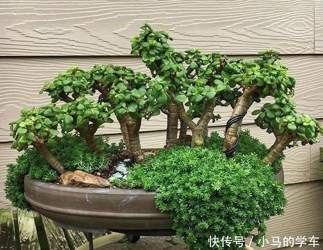 盆景|金枝玉叶，别养错了，30天剪一次，精雕细琢，养成盆景才漂亮！