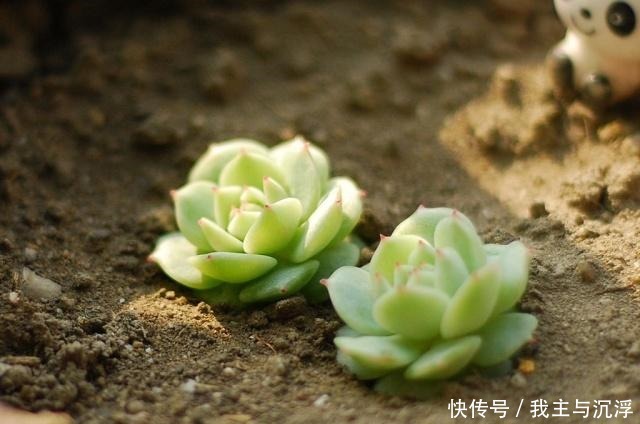 6种多肉“又美又难养”，新手不敢碰，浇水必黑腐，一入夏就剩盆！