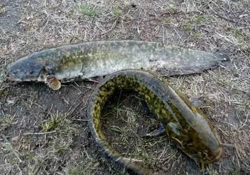 老家|老家山洞口,有百斤大鱼出没,引来钓鱼人天天钓