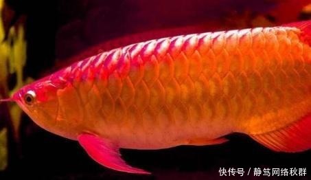 一条鱼卖400万!创造了世界吉尼斯纪录,凭啥卖这么贵?