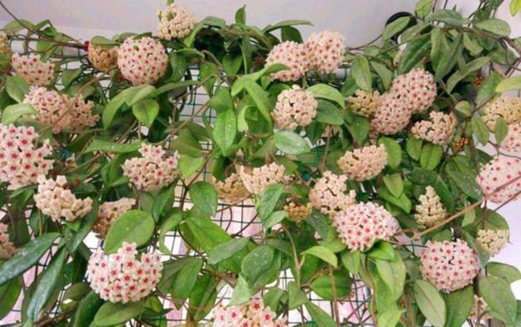 家里就养4种花,耐旱耐晒,财运福运滚滚来,幸福满满,家中必备