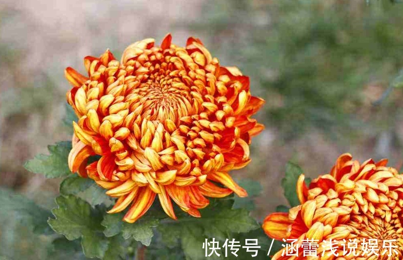 秋季菊花长花苞保证“1掐2足”，花又大又周正，整整齐齐开爆盆