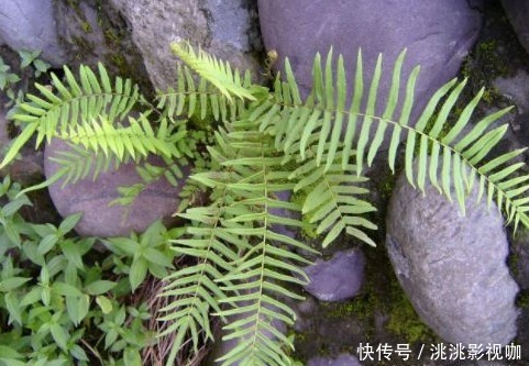 农村常见的一种“吸毒”野草，泡酒服用，祛风活血能治跌打损伤