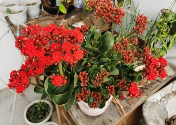 家里养盆虎皮兰,小花盆、挤着养,疯狂开花爆小崽!