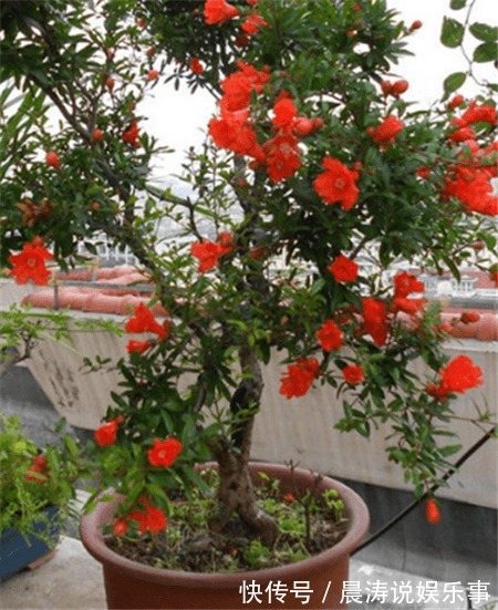 8种“吉祥花”,客厅养一盆,高贵又大气,养人又“旺家”