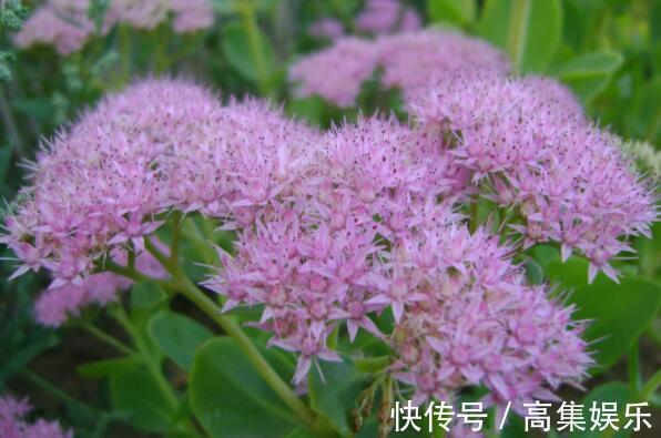 喜欢养花，就养这4款，繁殖快，花色艳，是盆栽佳品