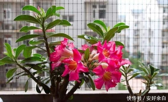 阳台要想变漂亮,此花养2盆,一到花期,颜值不输玫瑰,养了就爱!