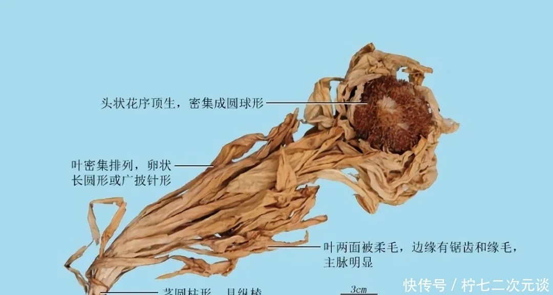 清风典历|一去紫台连朔漠 独留青冢向黄昏