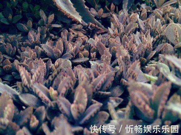 不死鸟|这花太能生崽,恨不得用脚踩,结果越踩长得越多!