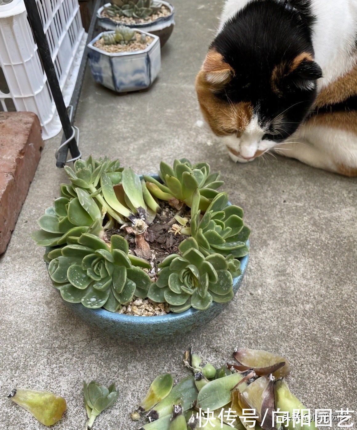 夏天|夏天养多肉，必做这3点，否则就黑腐！原来露养多肉也有缺点