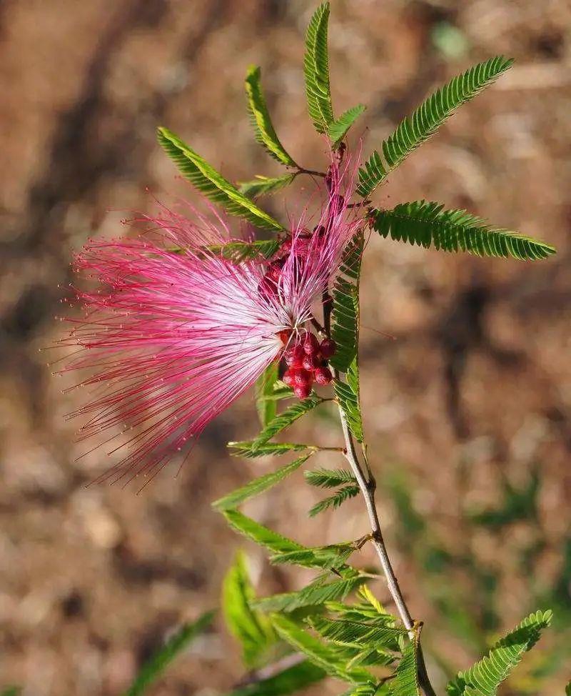 合欢|“知时郐卷”的合欢花令人着迷，试试它的繁殖与造型！