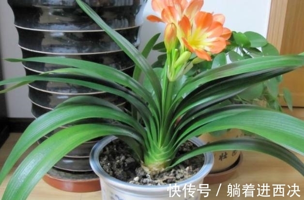 叶子|君子兰夹箭不开花,别慌,学会这些轻松搞定