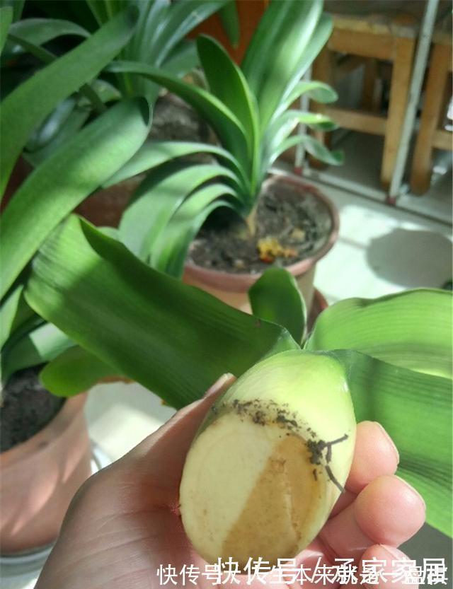 李大姐养君子兰,开春切一刀,养60天,冒出9个芽,要爆盆了