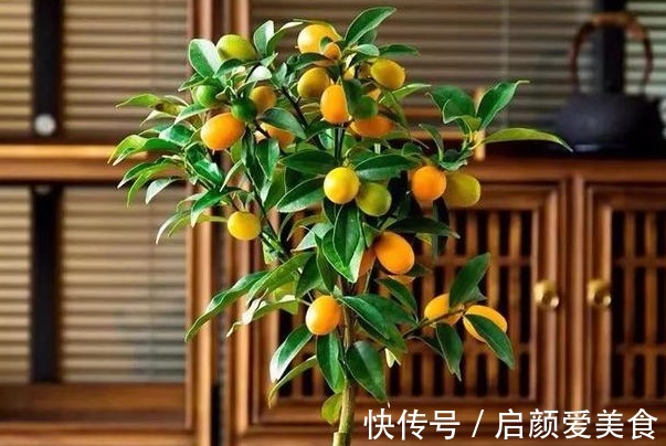 此花被称为“转运珠”,寓意收获和招财,可以让家人更加发财旺运