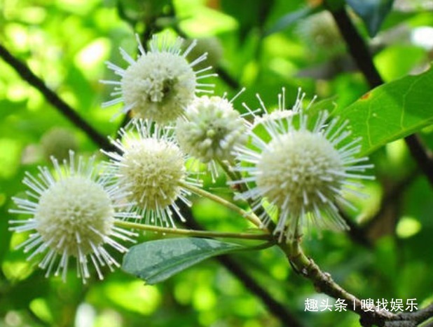 此花花姿别致，宛若受到神灵启发般晶莹剔透，呈现出秀丽夺目之感
