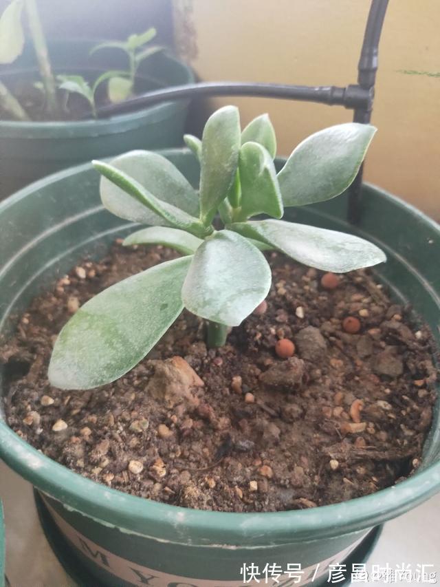 3种花要“穷养”，塞进小盆少浇水，长得格外好