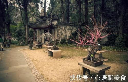 枝条|生桩休眠期后，迟迟未醒，枝条干枯，用塑料袋加快催醒，才能发芽