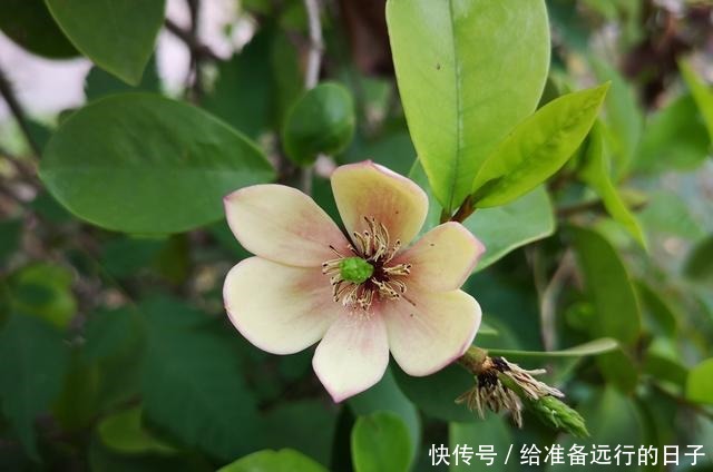 微微风含情,朵朵花含笑