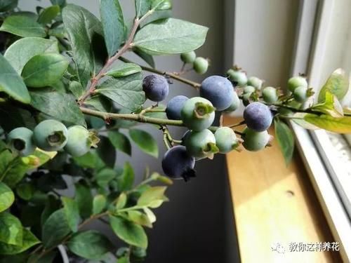 7种花冬天要“春化”，必须冻满1个月，不然落花落蕾不开花！