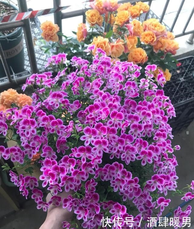 淘米水、羊粪水都不如2种肥,啥花都通用,养啥花爆啥花!