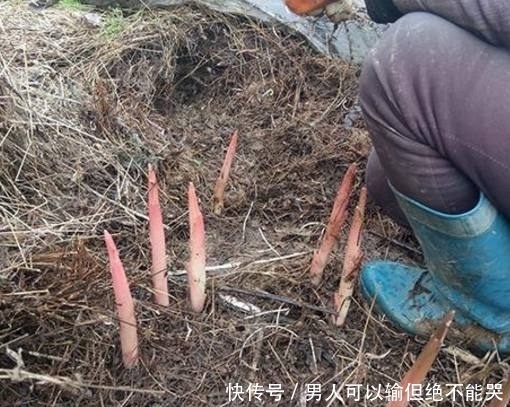 藏在杂草堆的“红色塔尖”,曾是农村人的鲜味独享,很多人没见过