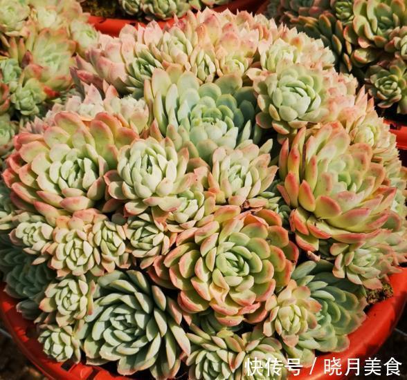 盘点5款“香香多肉”,好养好看颜值高,摆在阳台香气飘飘