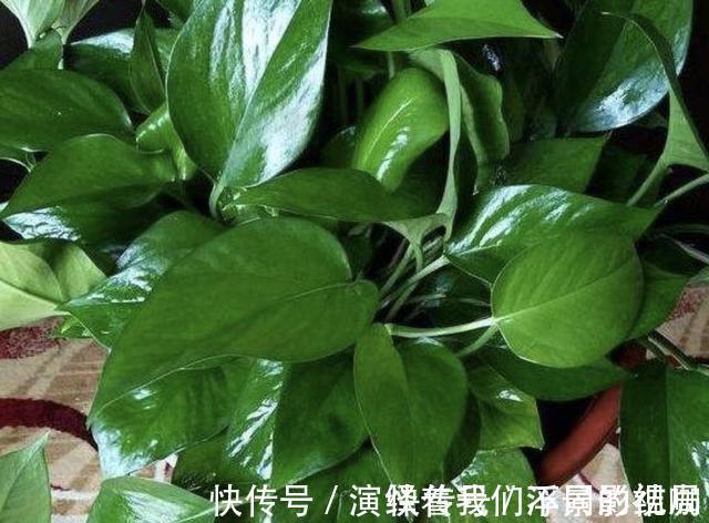旺盛|虎皮兰、绿萝都喜欢“它”，花盆里“垫1块”，29天爆盆，旺盛！