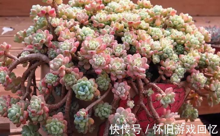 香味浓郁的6种多肉植物,养一盆满屋飘香