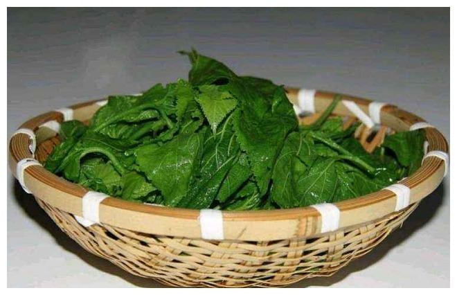 肺热|人到中年,血液变得浓稠咋办常用这种叶子泡水喝,更护血管