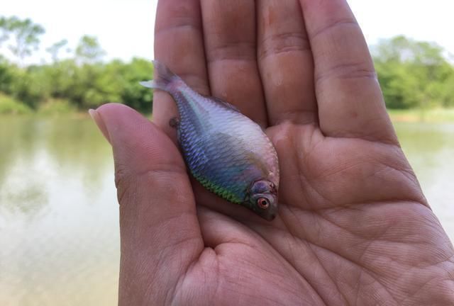 童年回忆杀中的10类鱼,你钓过几种?这3种鱼真的是遗憾!