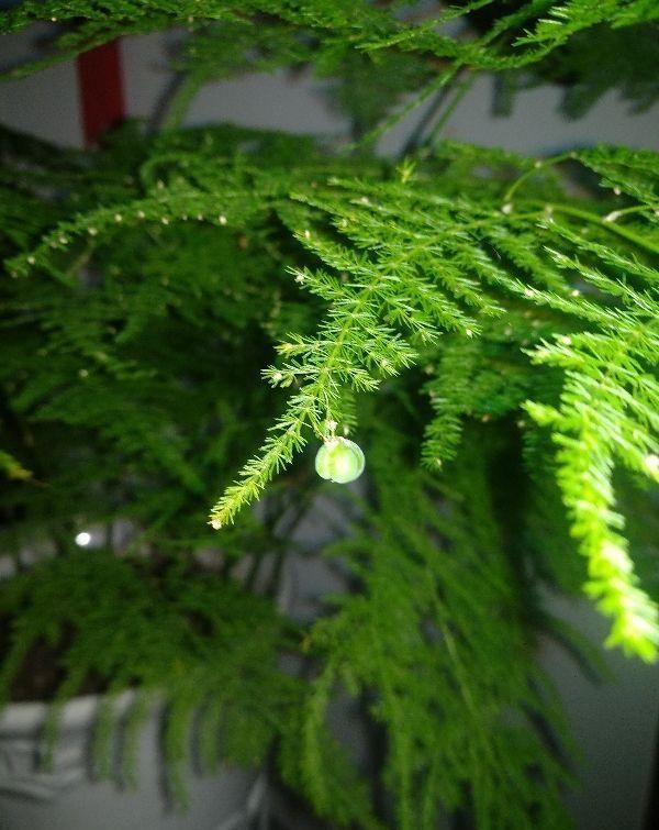 这种“养人”花，窗台客厅摆一盆，干干净净又杀菌