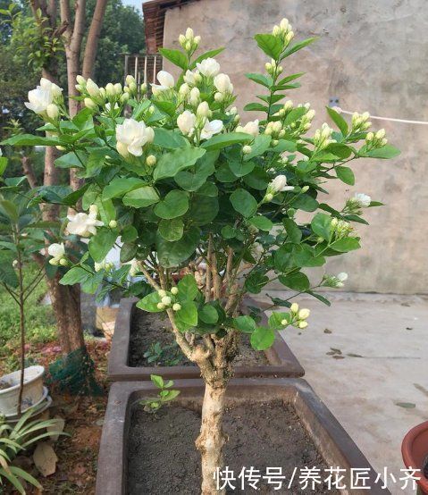 茉莉花好养,但是想要开花多,修剪有2个“原则”,要学会才行