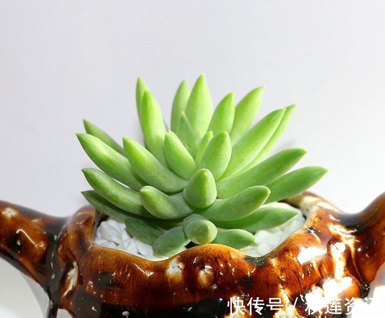 光照|多肉植物千佛手其实不难养,抓住6个要点,养得健康又漂亮