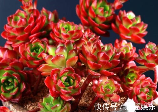 土壤|多肉蒂亚怎么叶插教你3个小步骤,叶插的蒂亚生根快长势旺盛