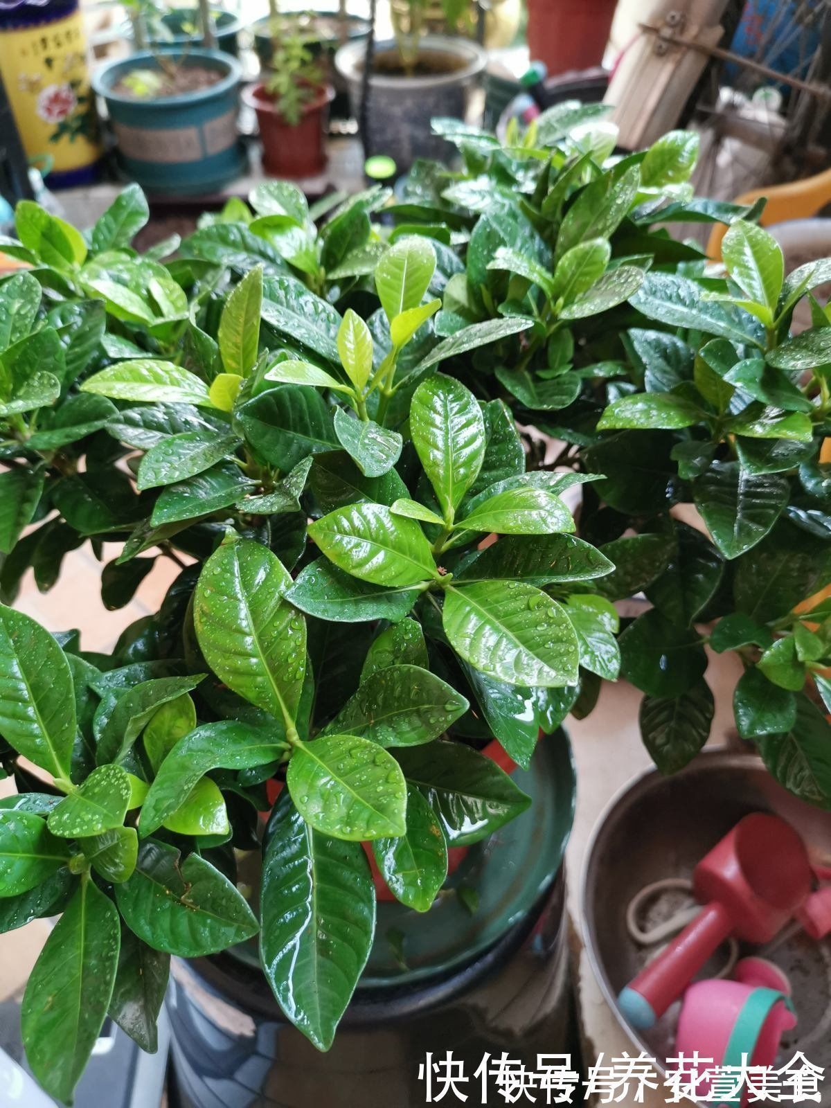 根系|养花烂根不光浇水太多,其实有4个原因,对症下药是关键