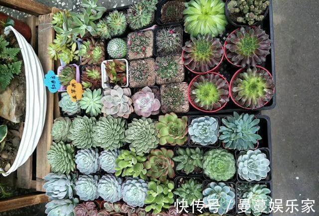 盆栽种|多肉植物用瓷盆栽种还是塑料盆好多肉植物有哪些养殖技术