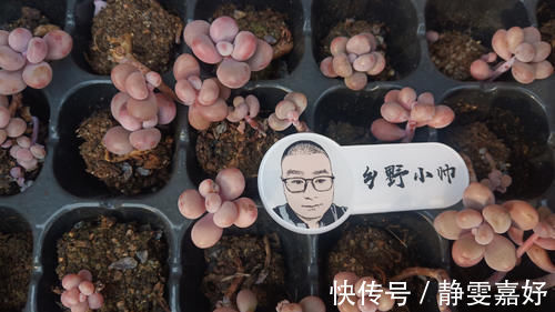 板结|养多肉浇水需要注意细节,浇水方式要考虑多方面,才能养好肉肉