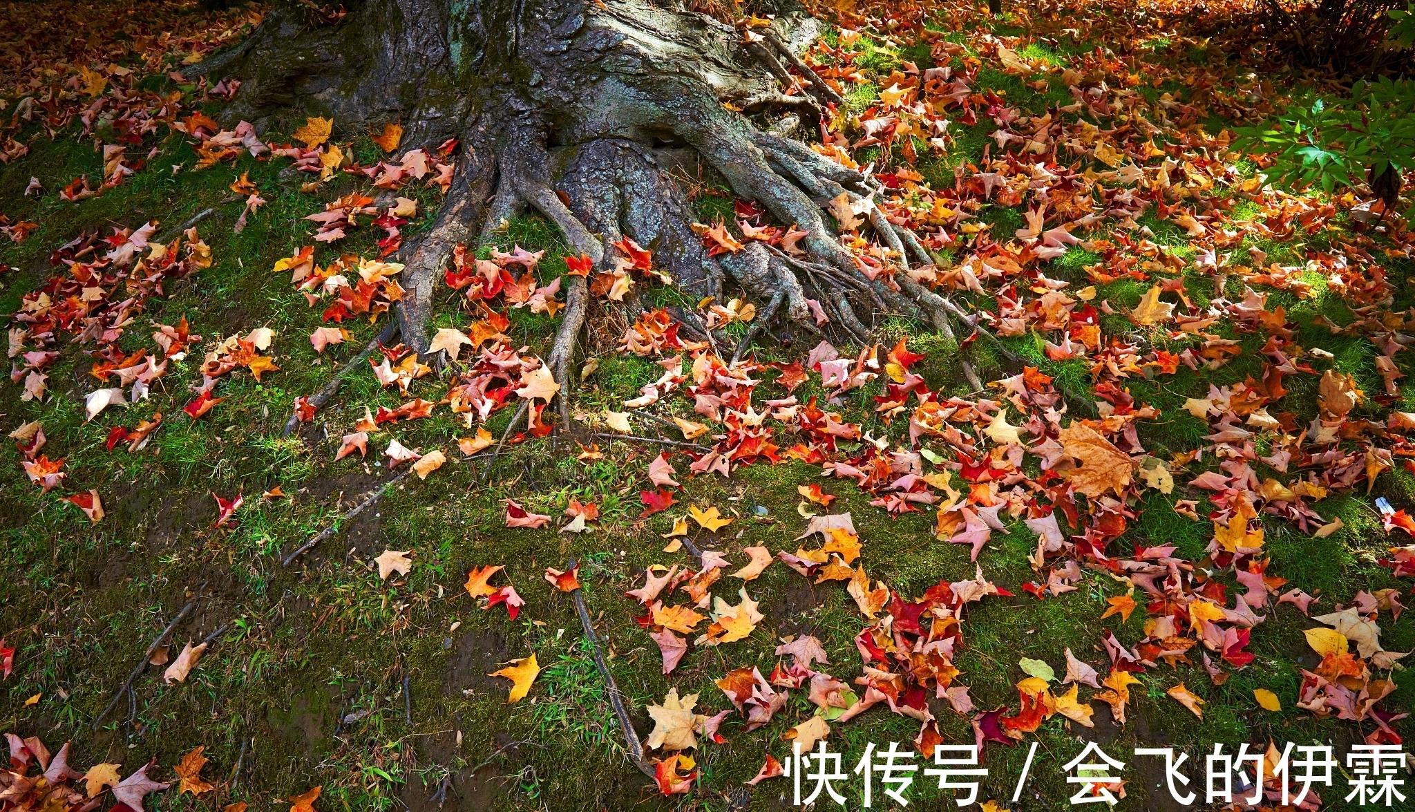 诗家&贫穷诗人留下一句名句就过世了,后代诗家怎么各显神通为他补诗?