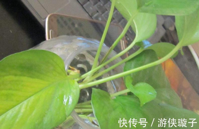 水培植物长势差,易烂根,注意4个细节,不烂根养护省心